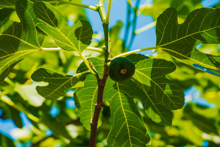 Green unripe figs fruits on the branch of a fig tree or sycamine with plant leaves in sunny summer day.の写真素材