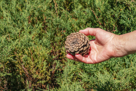 Pine cone in hand with nature background. Esoteric natural flower of life. The concept of travel and...