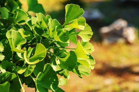 Fresh bright green leaves of ginkgo biloba. Natural leaves texture background. Branches of a ginkgo tree in the botanical garden in Nitra in Slovakia.の写真素材