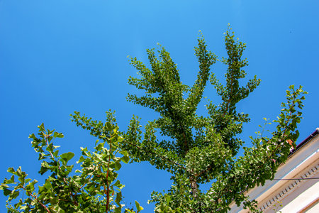 Fresh bright green leaves of ginkgo biloba. Natural leaves texture background. Branches of a ginkgo...