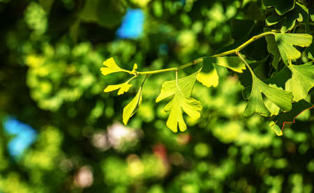 Fresh bright green leaves of ginkgo biloba. Natural leaves texture background. Branches of a ginkgo...