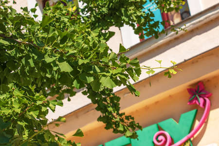 Fresh bright green leaves of ginkgo biloba. Natural leaves texture background. Branches of a ginkgo tree in Nitra in Slovakia.の写真素材