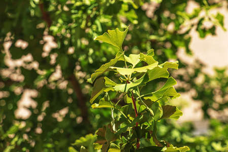 Fresh bright green leaves of ginkgo biloba. Natural leaves texture background. Branches of a ginkgo tree in Nitra in Slovakia.の写真素材