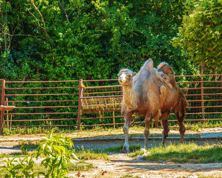 Shedding of a two-humped camel. Zoo in Bojnice, Slovakia.の写真素材