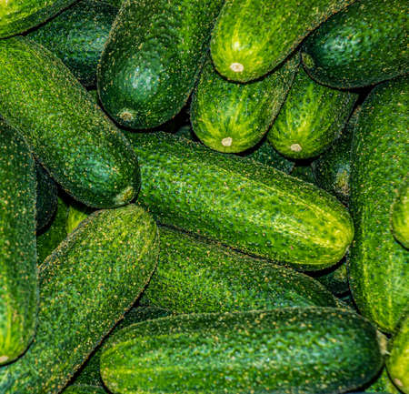 top view of cucumbers. fresh young cucumbers. Harvest of vegetables. food background.の写真素材