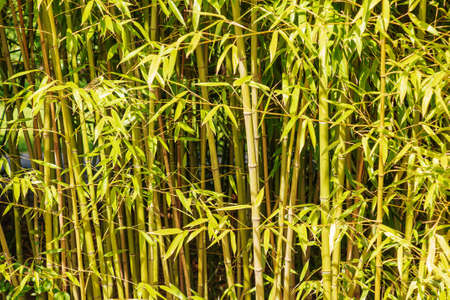 Bamboo tree landscape in the rainforest. Background of green trunks and leaves of bamboo.の写真素材