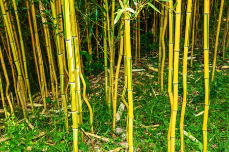 Close-up of a colorful, green, bamboo grove. selective focus.