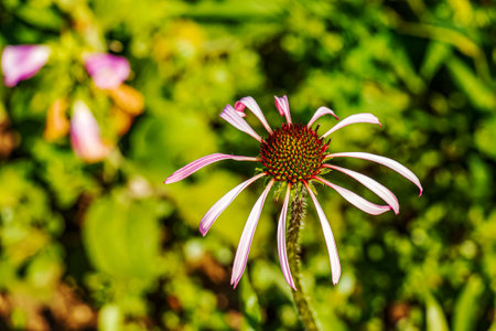 Close up of Echinacea purpurea flowers in a field with a green blurred background. Botanical garden of the city of Nitra, Slovakia.の写真素材
