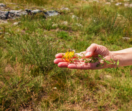 Medicinal herbs growing in a wild meadow. Yellow flowering St. John's wort in the hands of a...