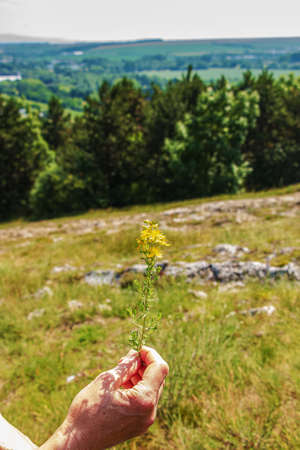 Medicinal herbs growing in a wild meadow. Yellow flowering St. John's wort in the hands of a...