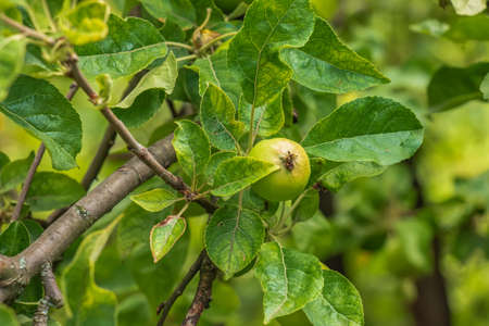 Green unripe apples on a branch among leaves in the spring sun