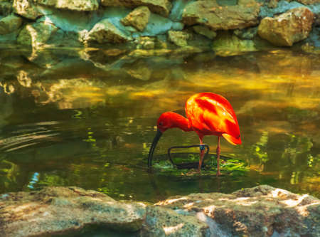 Red ibis, Eudocimus ruber in water with reflection at Bojnice Zoo in Slovakia.の写真素材