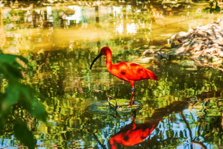 Red ibis, Eudocimus ruber in water with reflection at Bojnice Zoo in Slovakia.