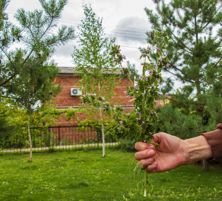 A woman holds a medicinal plant motherwort in her hand. The concept of traditional medicine.の写真素材