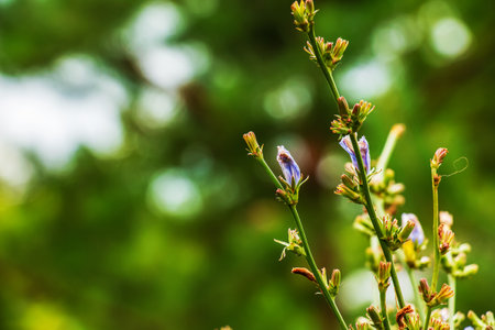 Blooming chicory, common chicory (Cichorium intybus). Honey plant (nectar and pollen). coffee substitute. Used in confectionery, canning production, appetite drinks, infusion of chicory inflorescenceの写真素材