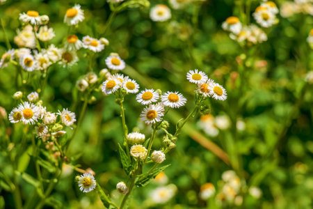 Chamomile flower field. Chamomile pharmacy (otherwise Matricaria chamomilla, chamomile stripped, Camila, blink, blush, maiden flower, romaniei) in the meadow. Camomile in nature.の写真素材