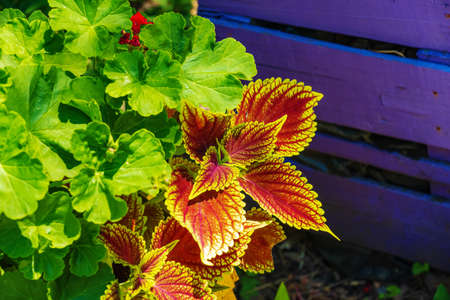 Close-up view of a beautiful begonia with dark green textured foliage in a pot.の写真素材
