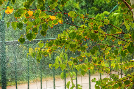 Birch leaves in drops of pouring water. watering.