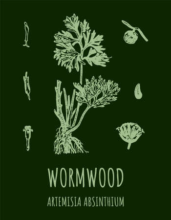 Wormwood (Artemのイラスト素材