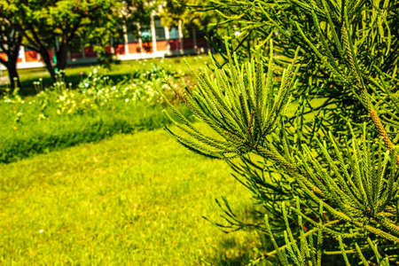 Araucaria araucana - Close up on branches with thick and triangular leaves, scale-like with sharp edges and tips of Monkey puzzle tree or Chilean pineの写真素材