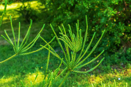 Araucaria araucana - Close up on branches with thick and triangular leaves, scale-like with sharp...
