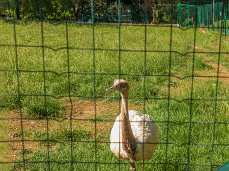 White ostrich in the zoo in the city of Bojnice in Slovakia. Other names for the large rhea include gray, common or American rhea, rhea guarani, or emu.の写真素材