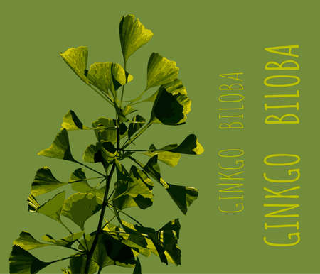 Illustration of fresh bright green ginkgo biloba leaves. Branch of a ginkgo tree.のイラスト素材