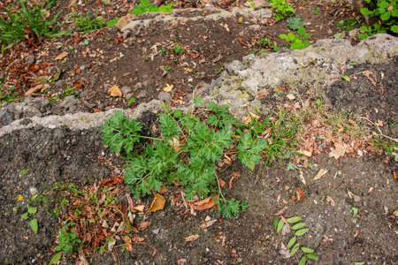 Closeup of fresh growing sweet wormwood Artemisia Annua, sweet annie, annual mugwort grasses in the wild field, Artemisinin medicinal plant, natural green grass leaves texture wallpaper backgroundの写真素材