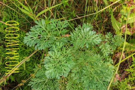 Wormwood (Artemの写真素材