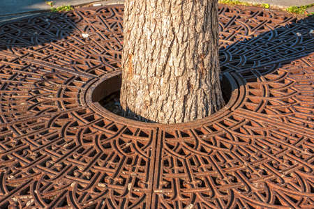 Metal drainage grate on the sidewalk around a tree in Slovakia.