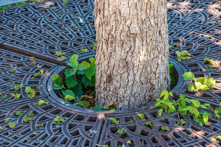 Metal drainage grate on the sidewalk around a tree in Slovakia.