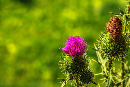 Blooming burdock, Onopordum acanthium. Pink burdock, PRICKLY TARTAR flowers on a green background of...