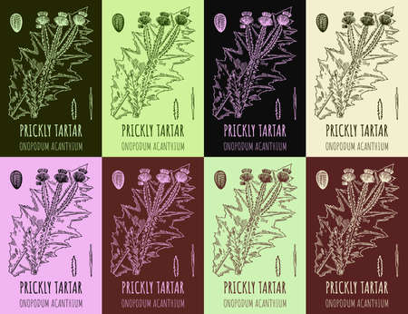 Set of burdock Onopordum acanthium in various color compositions. Pharmaceutical wild plant PRICKLY TARTAR hand drawn. Illustration of retro burdock.のイラスト素材