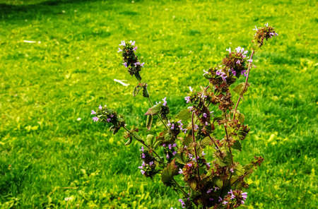 Medicinal plants, herbs motherwort Blooming Leonurus cardiaca or motherwort on nature, selective...