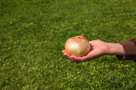 A woman's hand holds an onion in the palm of her hand. Selective focus of fresh onion. The concept...