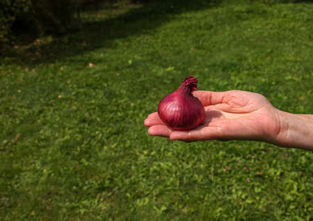 A woman's hand holds an onion in the palm of her hand. Selective focus of fresh onion. The concept of organic food.の写真素材