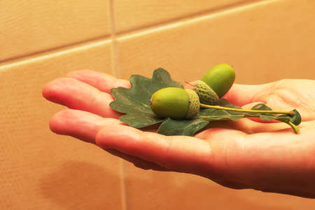 Woman's hand holds leaves and acorns PEDUNCULATE OAK. The Latin name of the plant is QUERCUS ROBUR L.の写真素材