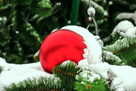 A red Christmas ball hangs on a snow-covered branch of a Christmas tree. New Year, greeting and holiday card, bannerの写真素材