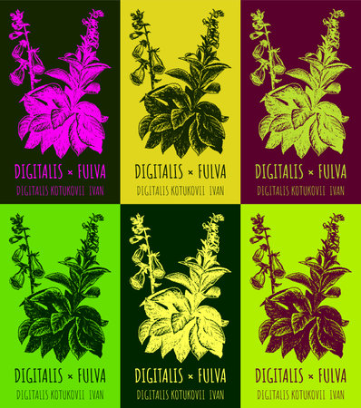 Set of vector drawing digitalis in various colors. hand drawn illustration. The Latin name is DIGITALIS FULVA KOTUKOVI IVAN.のイラスト素材