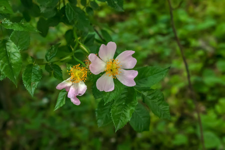 Large bright flowers and buds of dog rose on the bush. ROSA CANINA L are widely used in cosmetology and medicine.の写真素材
