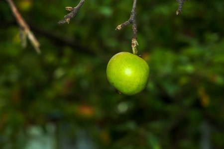 Apple tree branch with ripe juicy apple. Autumn harvest in the garden. Organic gardening and agricultureの写真素材