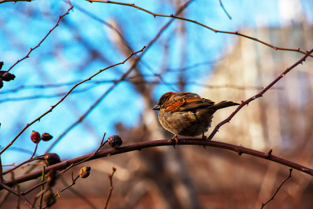 A frozen sparrow sits on a rosehip branch with berries on a frosty winter morning.の写真素材