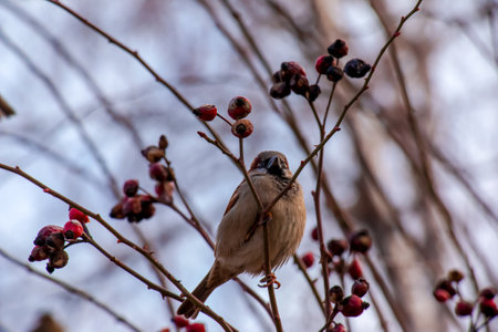 A frozen sparrow sits on a rosehip branch with berries on a frosty winter morning.