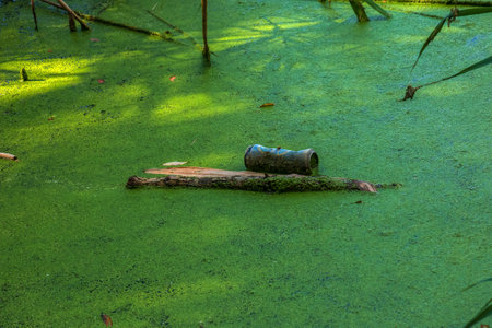 Duckweed and plastic, tin, rubber garbage in the river. The concept of the ecological problem of...