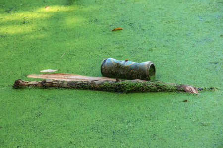 Duckweed and plastic, tin, rubber garbage in the river. The concept of the ecological problem of environmental pollution.の写真素材