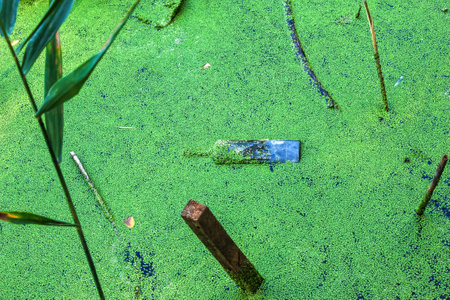 Duckweed and plastic, tin, rubber garbage in the river. The concept of the ecological problem of environmental pollution.の写真素材