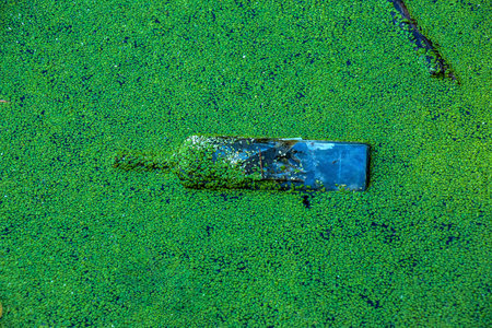 Duckweed and plastic, tin, rubber garbage in the river. The concept of the ecological problem of environmental pollution.の写真素材