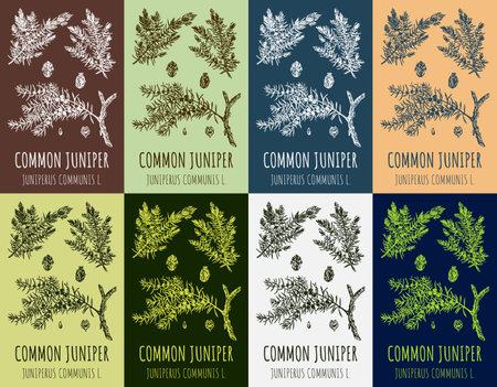 Set of vector drawing of juniper in various colors. hand drawn illustration. Latin name JUNIPERUS COMMUNIS L.のイラスト素材