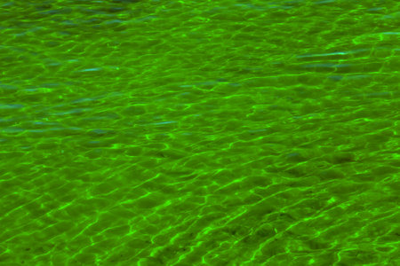 Water ripple texture background. Wavy water surface. Reflections from the green coastal vegetation reflected in the water.の写真素材