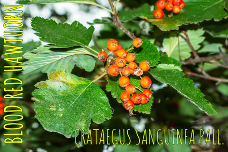 Bright red berries of the blood redhawthorn CRATAEGUS SANGUINEA PALL, growing naturally. They are...